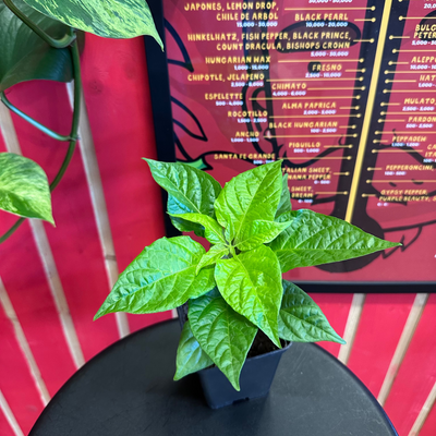 Carolina Reaper augalas
