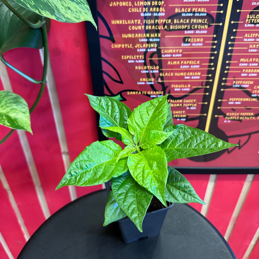 Carolina Reaper augalas